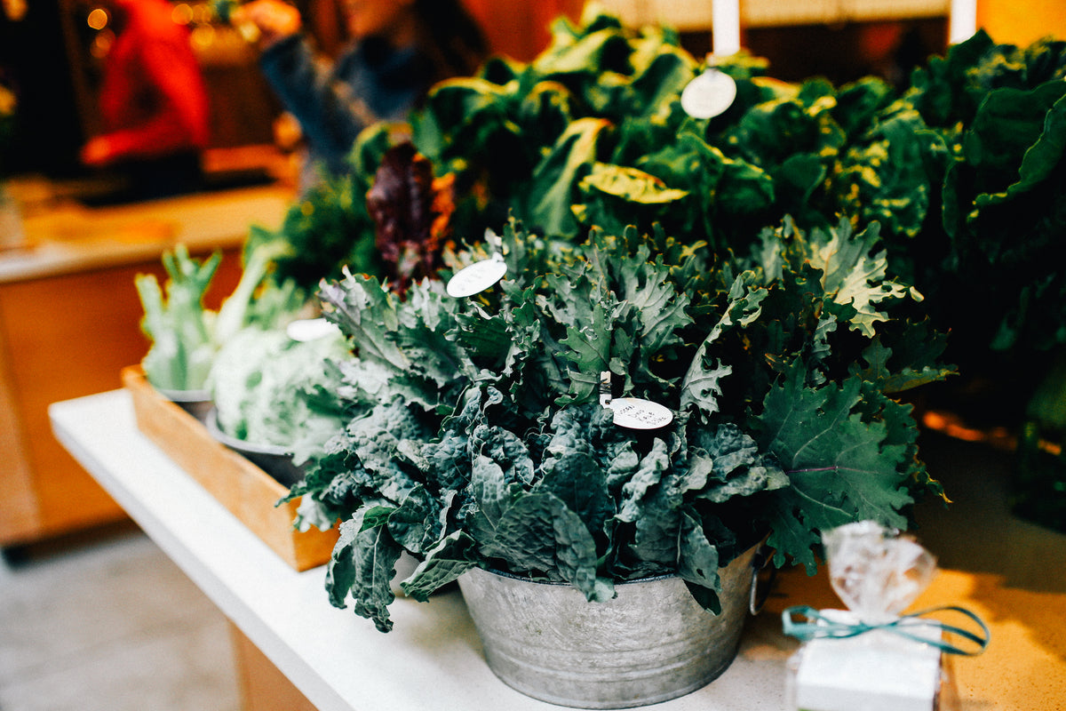 Leafy green basil plants in galvanized metal buckets on a white counter at a market or garden center, with other plants blurred in the background.